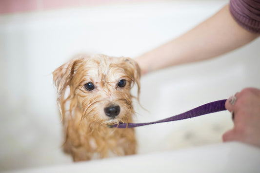 Cachorro Pode Tomar Banho com Água Quente? Saiba o que é Ideal!