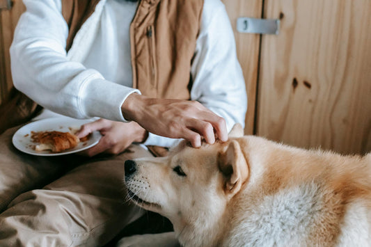 Alimentos Proibidos para Cachorros