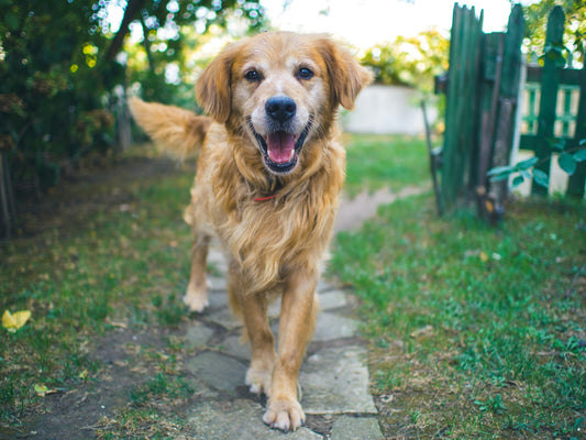 Por Que o Cachorro Abana o Rabo?