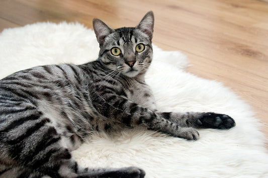 Dia do Gato: Celebrando Nossos Amigos Felinos