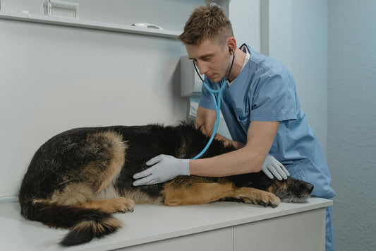 Dia do Médico Veterinário: A Essência do Cuidado com Nossos Pets