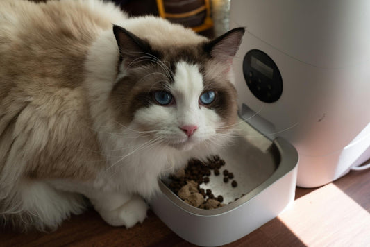 Por Que Meu Gato Não Quer Comer?