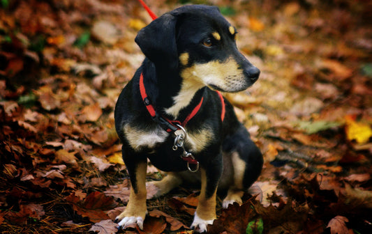 Como Identificar se Seu Cachorro é de Raça