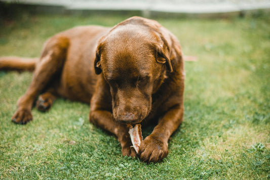 Ossos para Cachorro: São Realmente Seguros?
