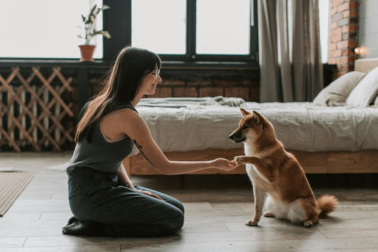 Treinamento para Cachorro: Dicas para Educar Seu Cão