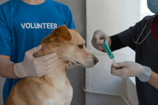 Vacinação para Cachorros: Benefícios e Importância