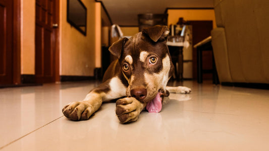 Por que Cachorros Lambem Machucados?