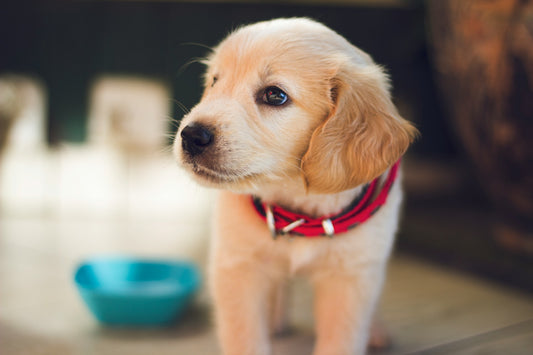Seu Cachorro Não Está Bebendo Água?