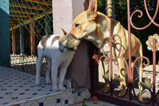 Doenças Transmitidas por Animais: O Que Você Precisa Saber
