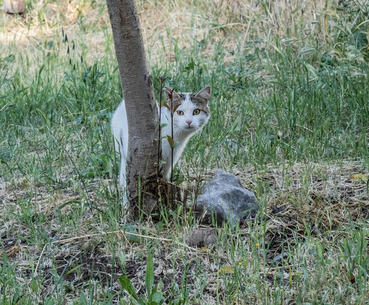 Por Que os Gatos Enterram as Fezes?