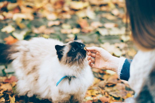 Alimentos que Gatos Não Podem Comer