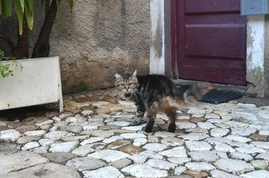 Por Que Gatos Não Gostam de Portas Fechadas?