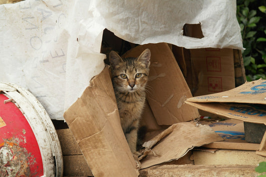 A Importância de Abordar o Abandono de Animais