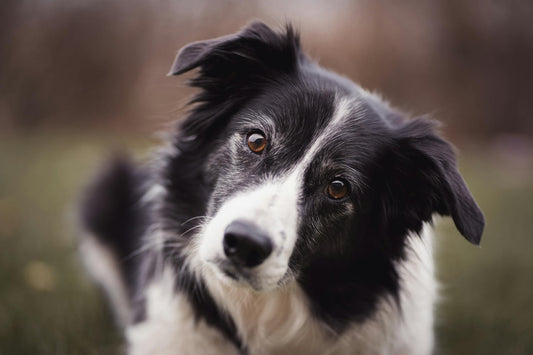 Linguagem Corporal do Cachorro: Entenda os Sinais