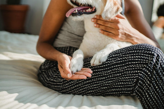 Como Saber se a Pata do Cachorro Está Quebrada?
