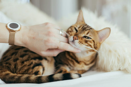 Por que Gatos Ronronam?