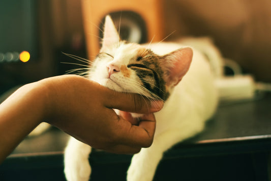 O Que Saber Antes de Adotar um Gato