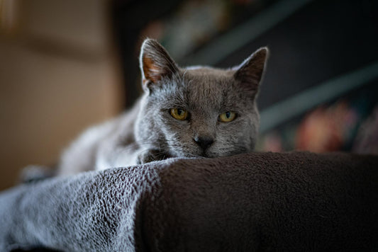 Como Saber se Seu Gato Gosta de Você