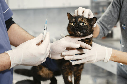 Vacinação para Gatos: Quais os Benefícios?